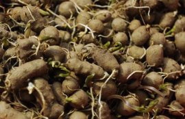 山药发芽能吃吗？(山药放久了长出藤)