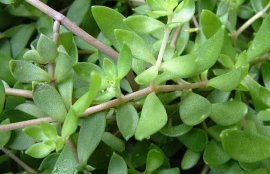 垂盆草的功效与作用(长期吃垂盆草有副作用)