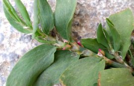 扁蓄的功效与作用(扁蓄的副作用与禁忌)