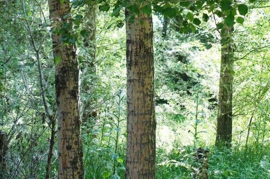 杨树苗树干黑斑防治