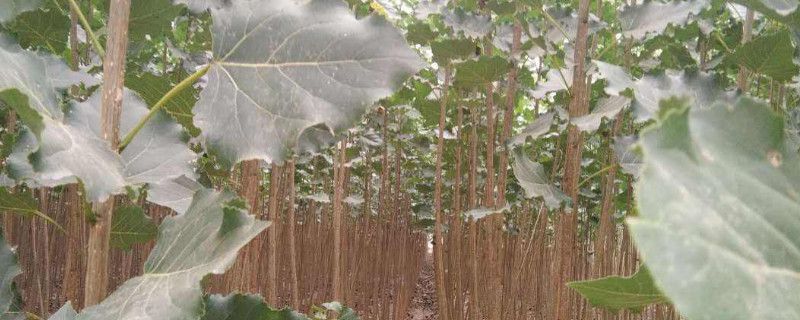 杨树苗树干黑斑防治