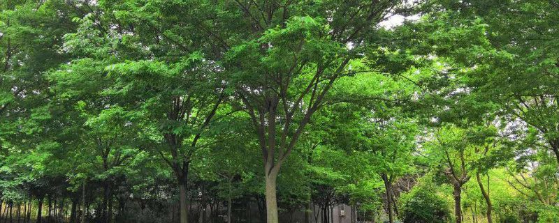 榉树的种植与管理