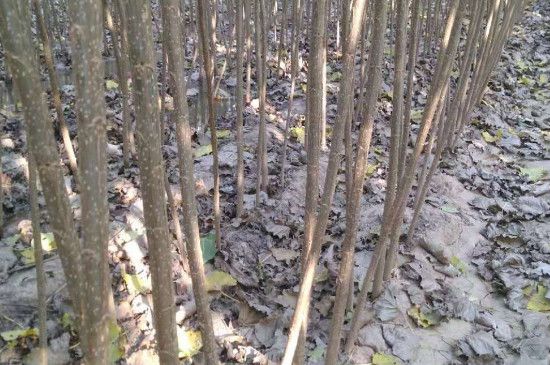 杨树苗树干黑斑防治