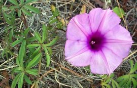 五爪金龙的功效与作用(五爪金龙煲汤功效)