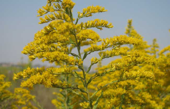 一枝黄花的功效与作用