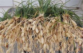 麦冬的功效与作用(麦冬泡水喝的五大禁忌)