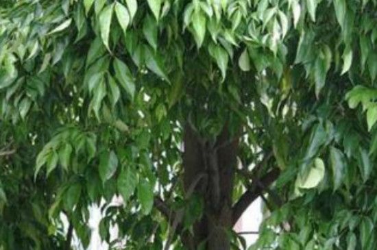 铁木豆是什么木头