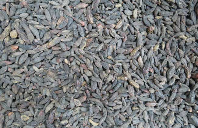 西青果的功效与作用