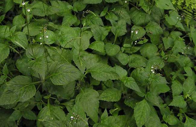 透骨草的功效与作用