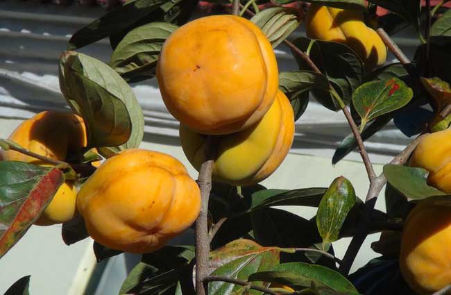 吃柿子禁忌什么食物 吃柿子的禁忌有哪些?