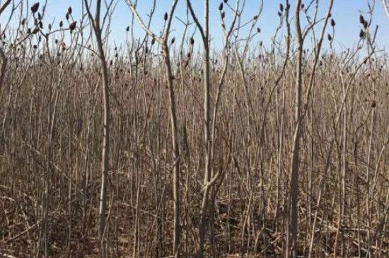 火炬树怎么种植