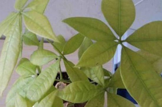 发财树秋天叶子发黄怎么办