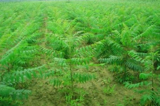 火炬树怎么种植