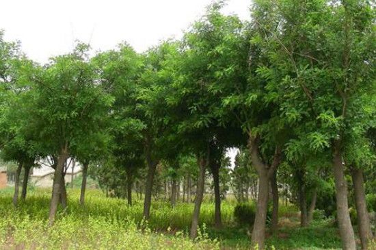 火炬树怎么种植