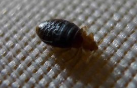 被臭虫咬了怎么办？(臭虫咬了有黑疤怎么办)