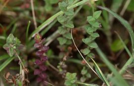 田基黄的功效与作用(田基黄治疗肝炎的效果)