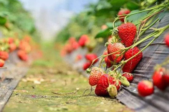 草莓凉性还是热性