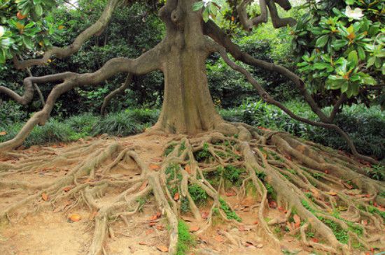 锯树后树根怎么去除