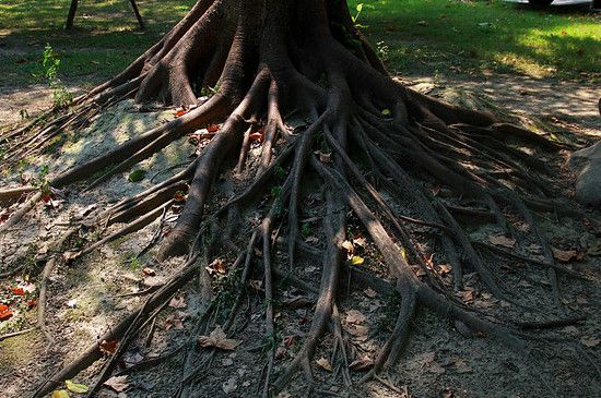 锯树后树根怎么去除