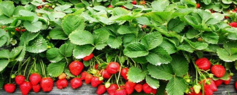 奶油草莓品种介绍