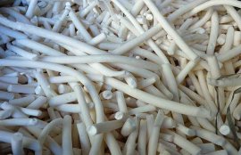 小通草的功效与作用(小通草和大通草的区别)