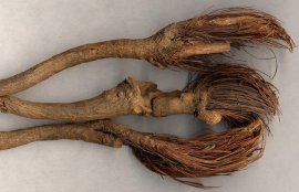 漏芦的功效与作用(漏芦图片)