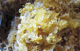 蜂胶怎么吃效果最好？(吃蜂胶的禁忌)