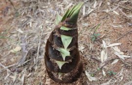 新鲜春笋怎么保存？(冬笋买回家怎么保存)