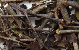 桑寄生的功效与作用(桑寄生图片)