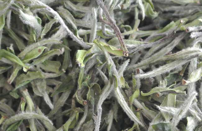 福鼎白茶怎么冲泡