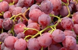 提子皮可不可以吃？(吃提子要不要吐皮)