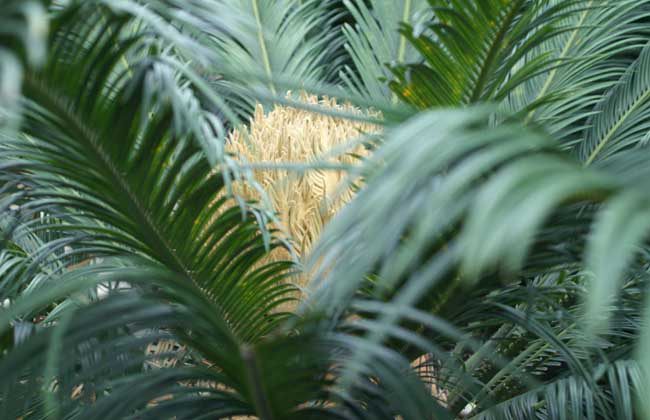 铁树叶的功效与作用