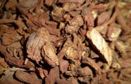 丹参能长期服用吗？(丹参片可以天天吃吗)