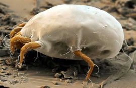 跳蚤是怎么产生的？(跳蚤生长过程)