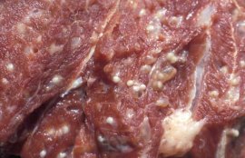 米猪肉是什么肉？(米猪肉是全身都有吗)