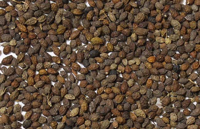 鸦胆子治扁平疣