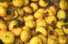 刺梨泡水喝的功效(刺梨对子宫肌瘤有好处吗)