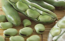 新鲜蚕豆的保存方法(蚕豆如何储存)