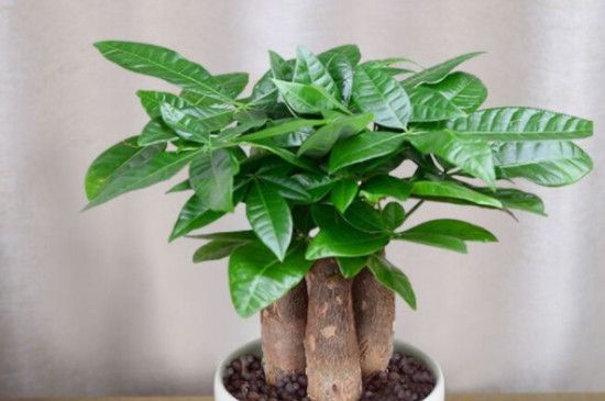 小发财树换土当天可以浇水吗