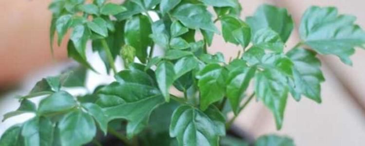 幸福树茎杆发黑怎么办