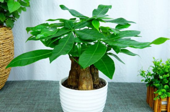 小发财树换土当天可以浇水吗