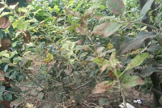 苹果树叶子黄斑下长毛是什么病