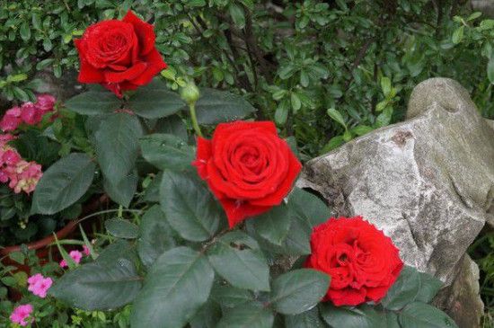 小女孩月季优缺点