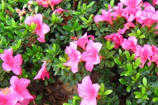 洛石花叶怎么养