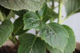 八仙花怎么浇水