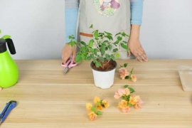 什么时候给三角梅换盆最适合，换盆后怎么养护