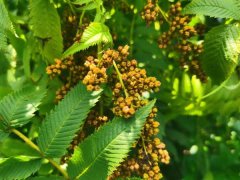 珍珠梅掉叶子怎么办