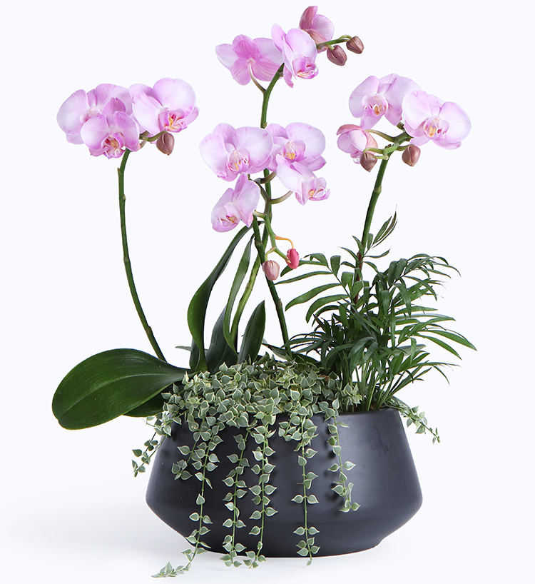 春节送什么花？过年送什么花合适