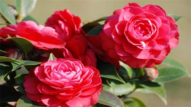 山茶花的花语是什么？山茶花的花语含义