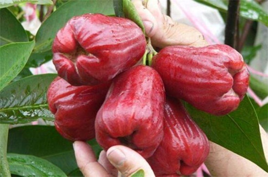 莲雾好吃吗？莲雾食用方法和注意事项